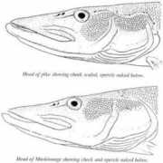 ontariomuskiefishing.com Muskie