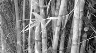 amiethiopia.tripod.com Muslah