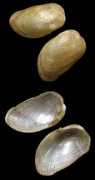 Musmus