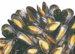 fareshare.net Mussel