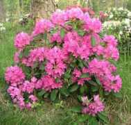 rhodogarden.com Mustila