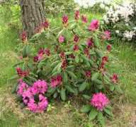 rhodogarden.com Mustila