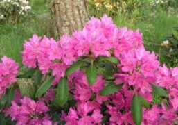 rhodogarden.com Mustila