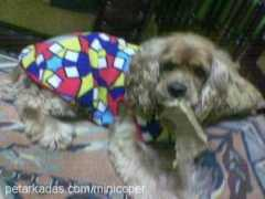 petarkadas.com Mustili