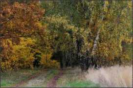panoramio.com Musza