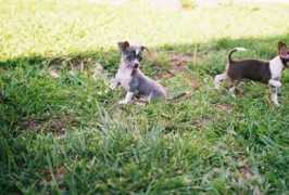 lotsaluvchihuahuas.com Mutly