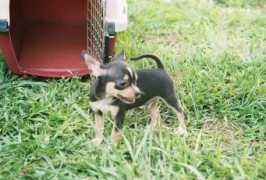 lotsaluvchihuahuas.com Mutly