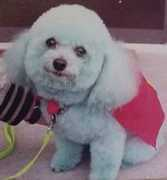 Muttley