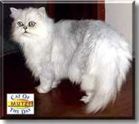 catoftheday.com Mutzi