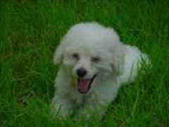 Muyong