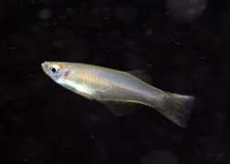 an-aquarium.com Muyuka