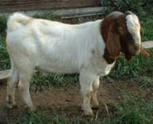 showmeatgoats.com Muzri