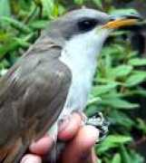 fashion.azyya.com Mvln