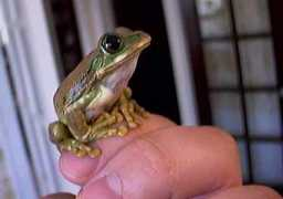 allaboutfrogs.org Mwaah