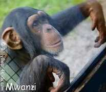 billybear4kids.com Mwanzi