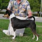 basenji.org Mwata