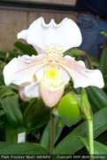 slipperorchid.com Myali