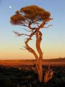 panoramio.com Myall