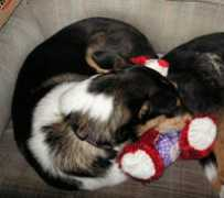 Mybear