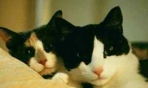 Mycats