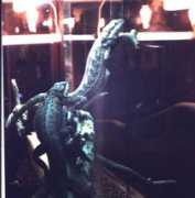 kingsnake.com Myckey