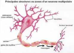 imagesbiogeolfxm.free.fr Myeline