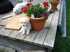 Myfanwy
