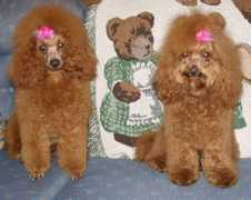reallyredpoodles.com Mygirls