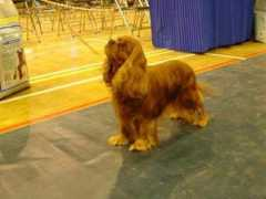 cavaliers.co.uk Myhope