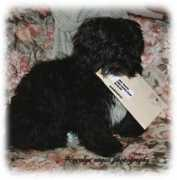 myladhavanese.com Mylad