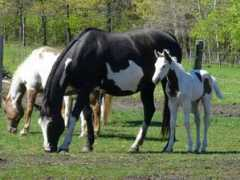 bieberhorses.com Mylynn