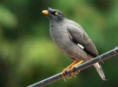 Myna