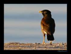 Myna