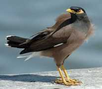 Mynah
