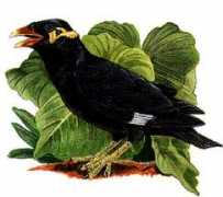 Mynah