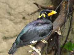 Mynah