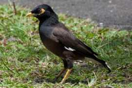 Mynas