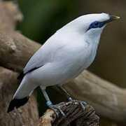 Mynas