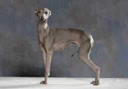 canis.no Mynde