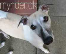 Mynder
