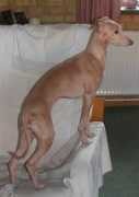 Mynder