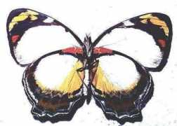 lepidoptera.butterflyhouse.com.au Mynes