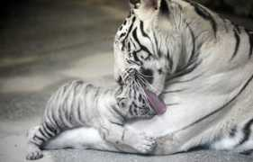 ridus.ru Mynia