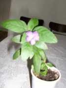 myrela.sunphoto.ro Myrela