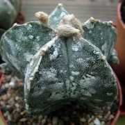 astrocactus.blogjardin.com Myrio