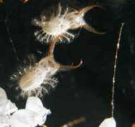 Myrmel