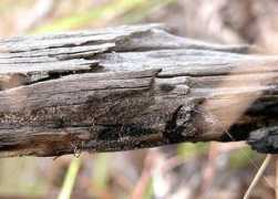 Myrmel