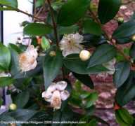Myrtus