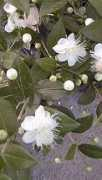 Myrtus