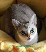 mangalakatzs.com.au Myruna